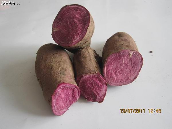 绫子紫薯品种制作紫薯丁和紫薯全粉